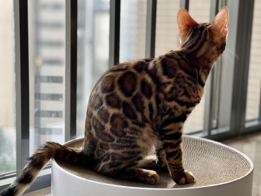 赤峰市貓咪出售電話號(hào)碼查詢-第1張圖片