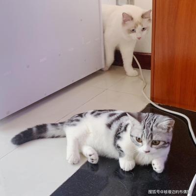 赤峰久久貓舍電話多少啊-第1張圖片