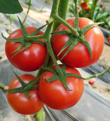 赤峰紅歌種業(yè)招聘信息電話號(hào)碼-第1張圖片