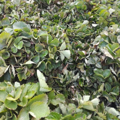 赤峰草梅種植園地址電話號碼-第1張圖片