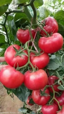 赤峰專用水溶肥廠家電話號(hào)碼-第1張圖片