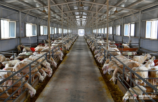 赤峰養(yǎng)牛場養(yǎng)殖基地電話號碼-第1張圖片