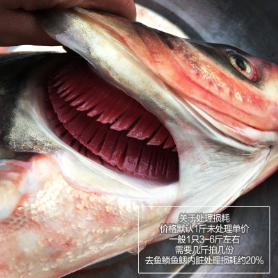 赤峰鮮活花鰱種植基地電話號碼-第1張圖片