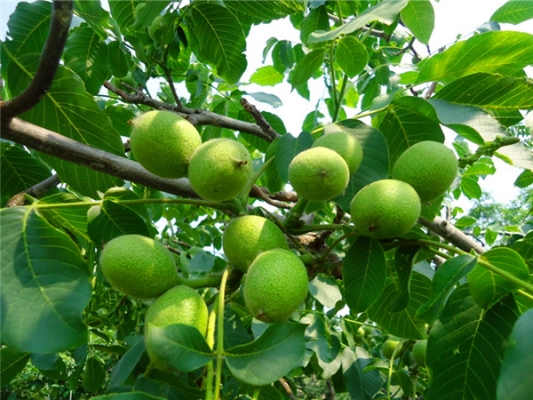 赤峰地膜經(jīng)銷店電話號碼查詢-第1張圖片