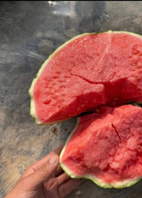 赤峰美都西瓜基地電話號碼-第1張圖片