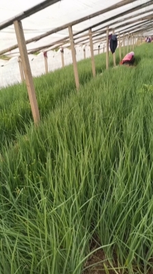 赤峰四人臺賣蔥電話號碼-第1張圖片