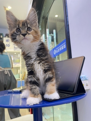 赤峰寵物店聯(lián)系方式電話號碼-第1張圖片