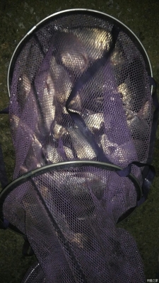 赤峰黑坑魚回收電話號碼查詢-第1張圖片