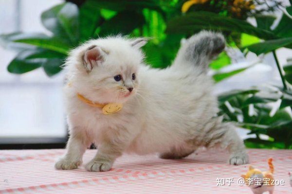 赤峰繁育貓舍地址電話號(hào)碼查詢-第1張圖片