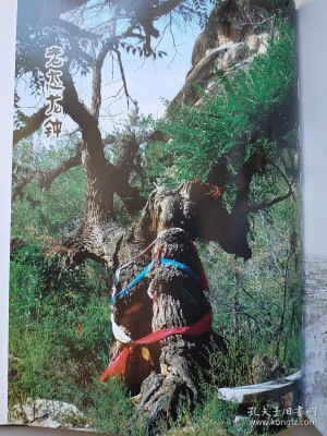 赤峰廢木回收電話多少號(hào)碼-第1張圖片