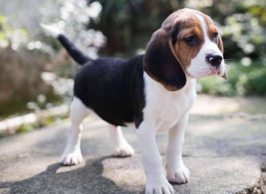 赤峰養(yǎng)犬辦理地點(diǎn)查詢電話號碼-第1張圖片