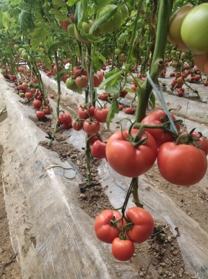 赤峰樹籽收購門店電話號碼查詢-第1張圖片