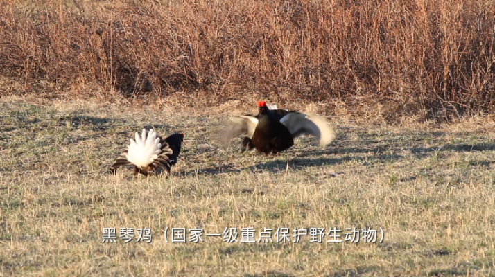 赤峰有賣肉雞苗的嗎電話號碼-第1張圖片