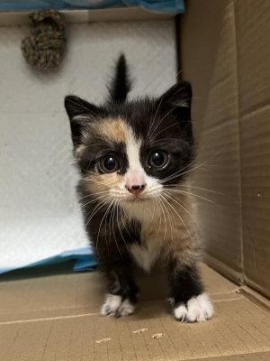 赤峰同城小奶貓電話多少號-第1張圖片