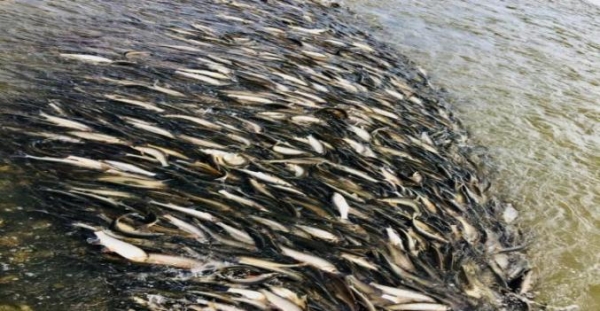 赤峰華子魚團(tuán)購(gòu)地址電話號(hào)碼-第1張圖片