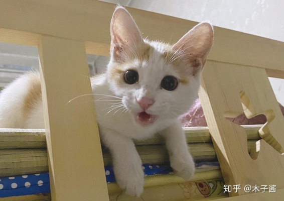 赤峰橘貓寵物館電話多少號-第1張圖片