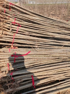 內(nèi)蒙古赤峰種植基地電話號(hào)碼-第1張圖片