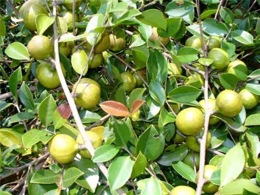 赤峰環(huán)科合作社地址電話(huà)查詢(xún)-第1張圖片