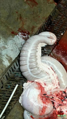 赤峰驢板腸批發(fā)廠家電話號碼-第1張圖片