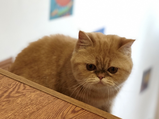 赤峰如意貓舍電話多少啊-第1張圖片