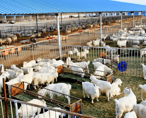 赤峰養(yǎng)羊補貼政策-第1張圖片