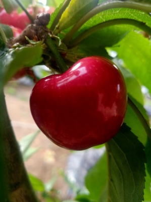 赤峰寧城吊瓜種植基地電話號(hào)碼-第1張圖片