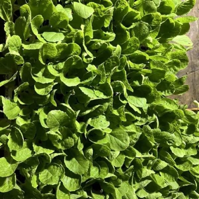 赤峰小董種苗廠電話多少號(hào)-第1張圖片