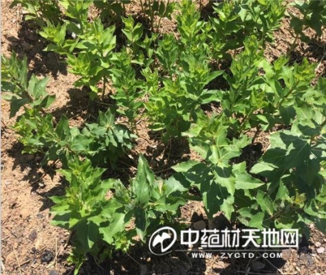 赤峰昂貴藥材種植基地電話號(hào)碼-第1張圖片