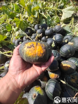 赤峰貝貝南瓜批發(fā)電話號(hào)碼查詢(xún)-第1張圖片