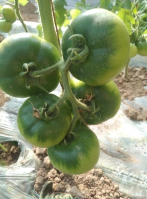 赤峰草莓柿子代售點電話號碼-第1張圖片