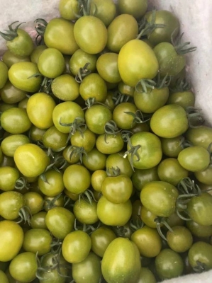 赤峰大柿子批發(fā)市場(chǎng)電話號(hào)碼-第1張圖片