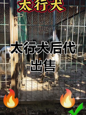 赤峰賣笨狗仔電話號(hào)碼是多少-第1張圖片