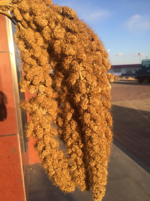 赤峰泰潤(rùn)苗廠電話(huà)號(hào)碼查詢(xún)-第1張圖片