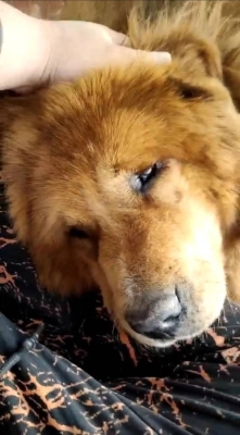 赤峰動(dòng)物救助站聯(lián)系電話號(hào)碼-第1張圖片