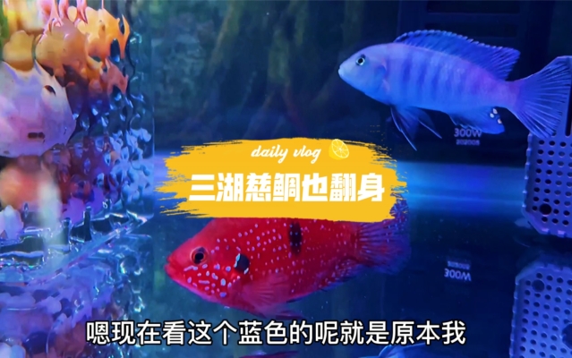 赤峰魚市慈鯛養(yǎng)殖基地電話號碼-第1張圖片