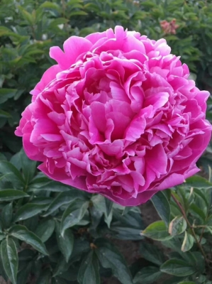 赤峰市牡丹芍藥基地電話號(hào)碼-第1張圖片