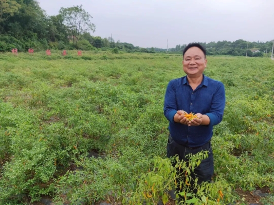 赤峰塔子辣椒種植基地電話號碼-第1張圖片