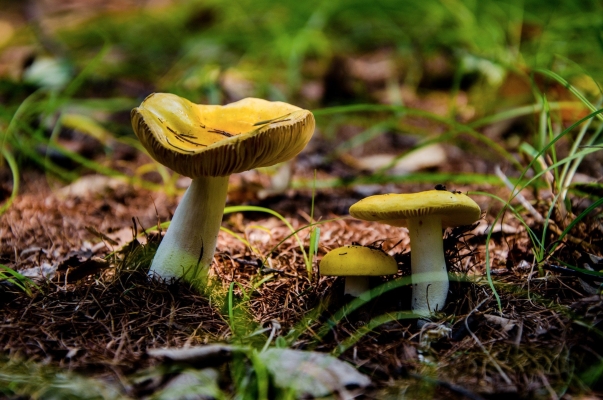 赤峰山貨交易市場地址電話號碼-第1張圖片