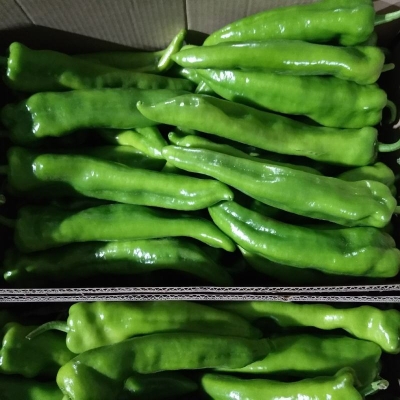 赤峰小張蔬菜批發(fā)電話號(hào)碼查詢-第1張圖片