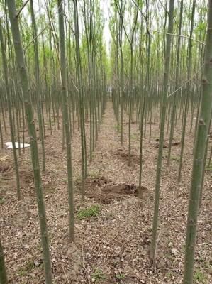 赤峰市柳樹(shù)苗圃地址電話號(hào)碼-第1張圖片