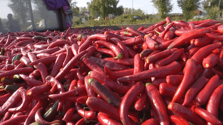 赤峰辣椒合作社電話多少號-第1張圖片