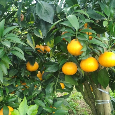 赤峰果凍批發(fā)電話多少號碼-第1張圖片