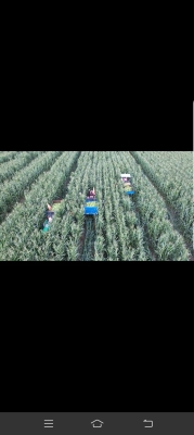 赤峰收玉米糧食電話號碼是多少-第1張圖片