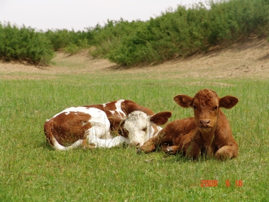 赤峰牛犢收售電話號碼查詢地址-第1張圖片