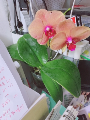 赤峰花卉市場(chǎng)垃圾站電話號(hào)碼-第1張圖片