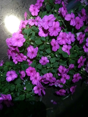 赤峰興虹水族館地址電話號(hào)碼-第1張圖片