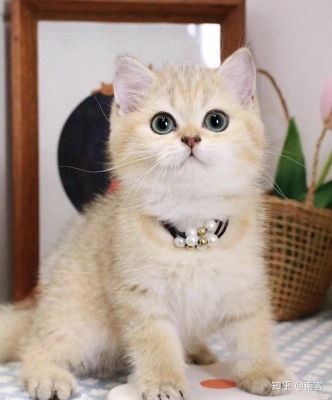 赤峰個人家賣貓電話號碼多少-第1張圖片