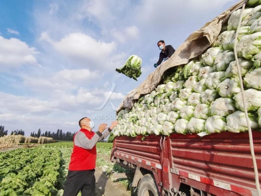 赤峰收大白菜電話號(hào)碼是多少-第1張圖片