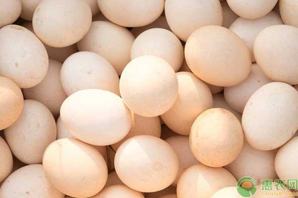 赤峰市雞蛋回收商家電話號碼-第1張圖片