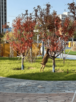 赤峰市區(qū)幼兒園-第1張圖片